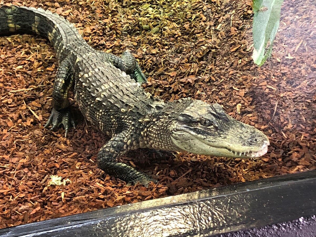 Crocodile climate changes at Shuttleworth