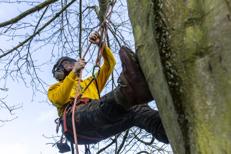 Arboriculture and Forestry student Shuttleworth College