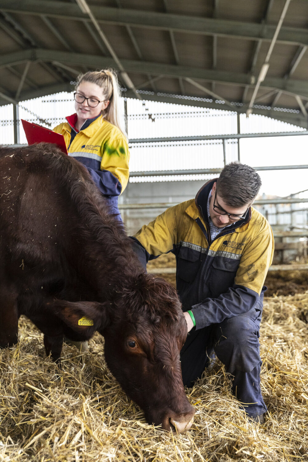 Countryside management Shuttleworth College students and red poll cattle