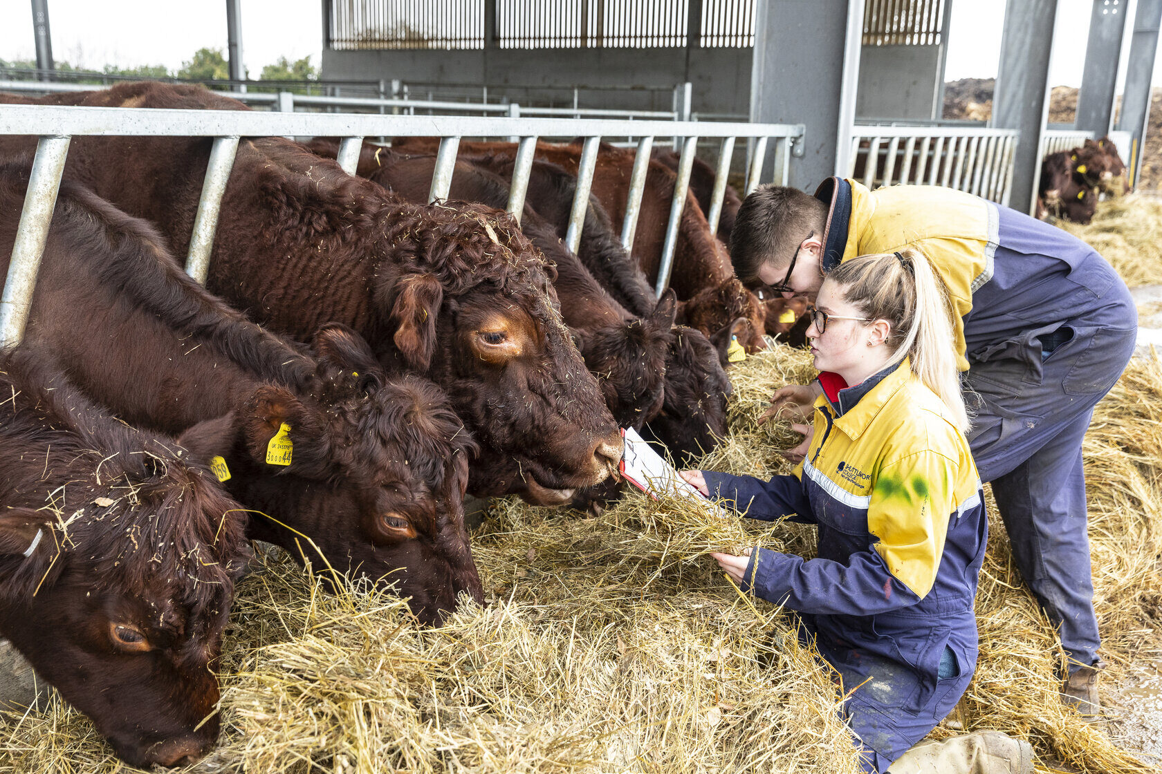 Countryside management Shuttleworth College students and red poll cattle