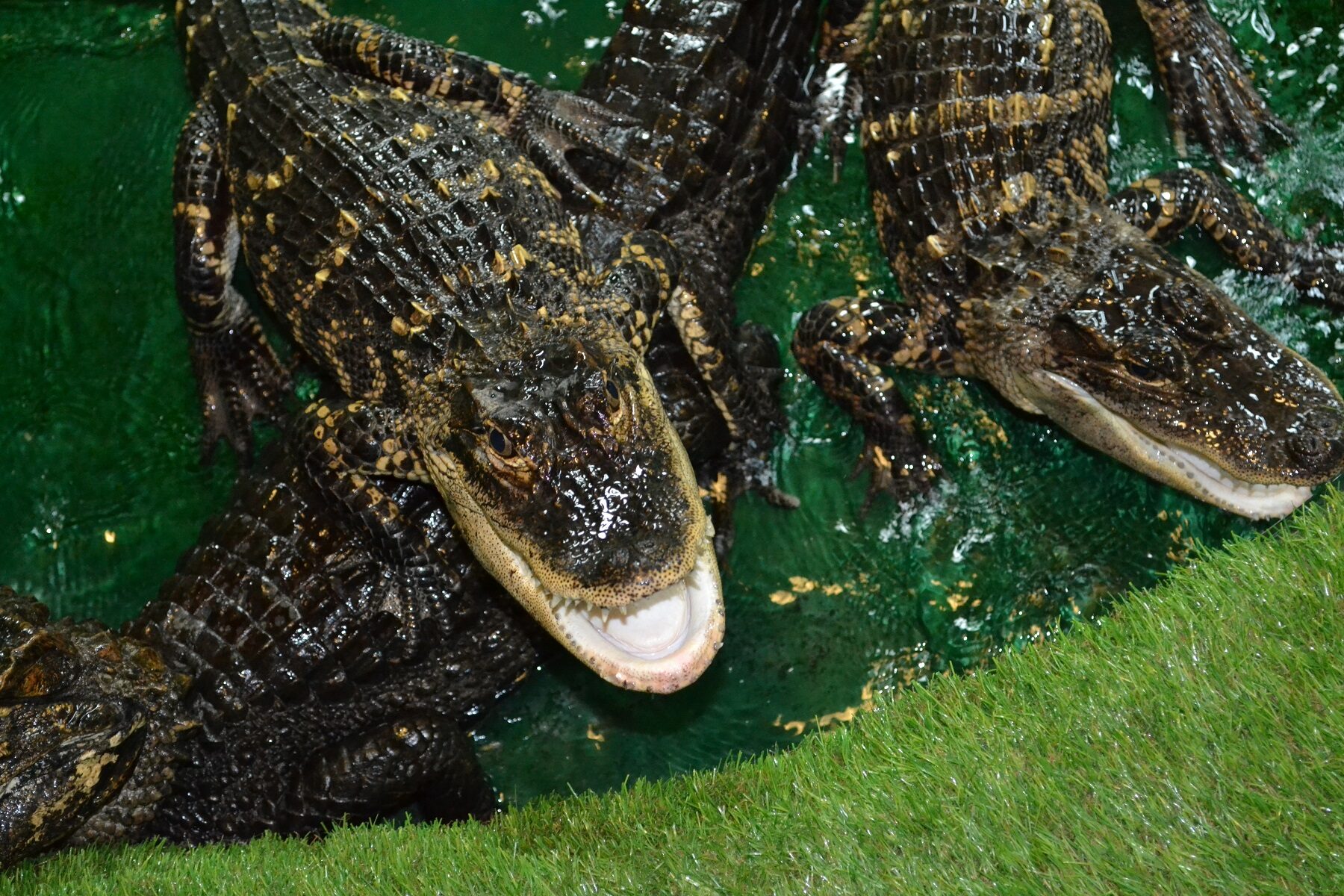 No crocodile fears at Zoo Centre PR Story