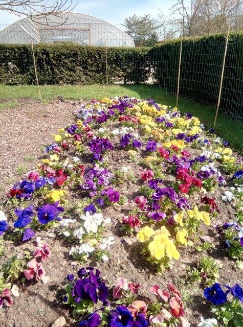 Shuttleworth College Old Warden Park flowers